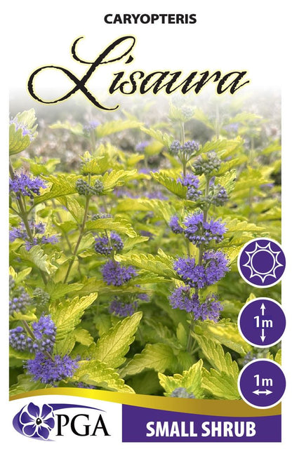 Caryopteris ‘Lisaura’