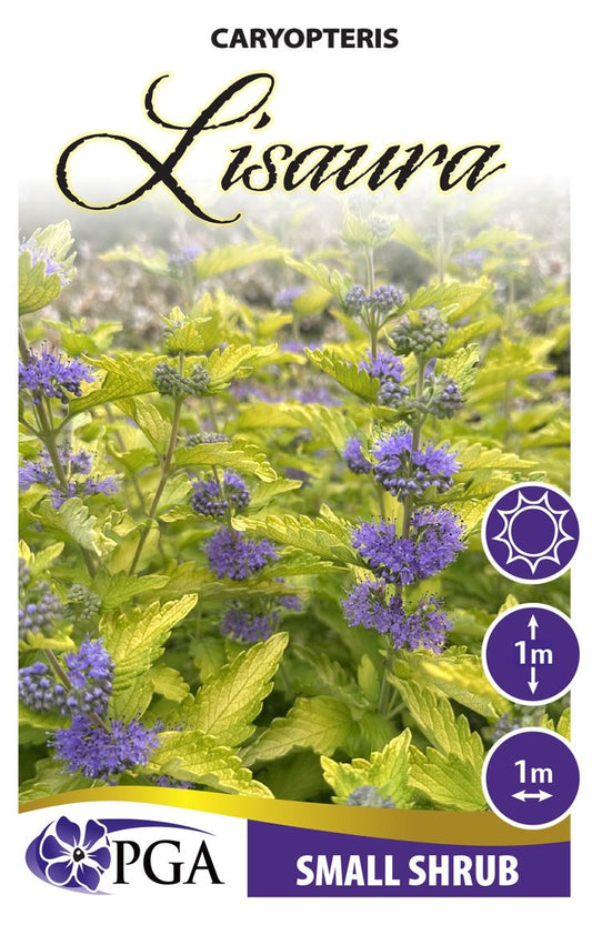 Caryopteris ‘Lisaura’