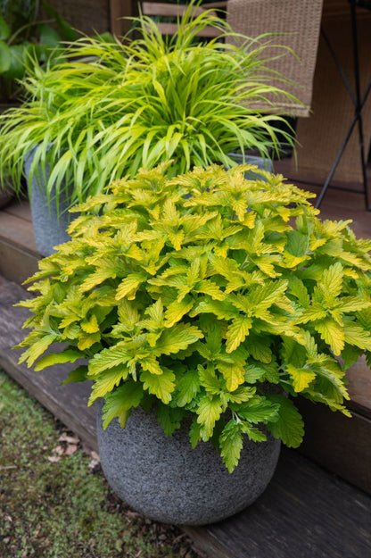 Caryopteris ‘Lisaura’