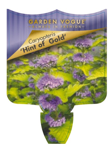 Caryopteris x. clandonensis Hint of Gold
