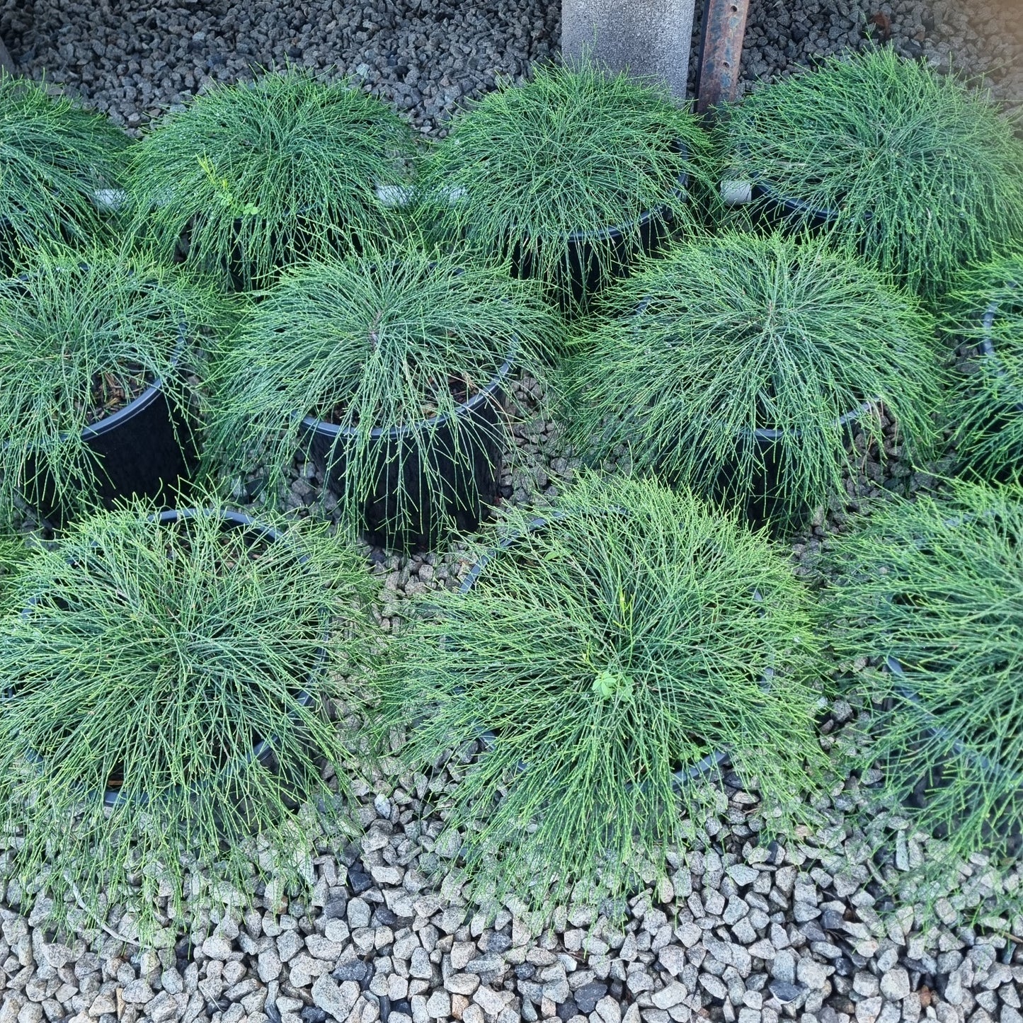 Casuarina glauca 'Cousin It'