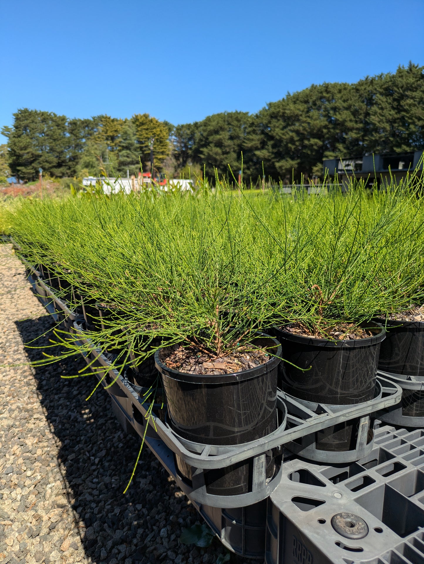 Casuarina Green Wave