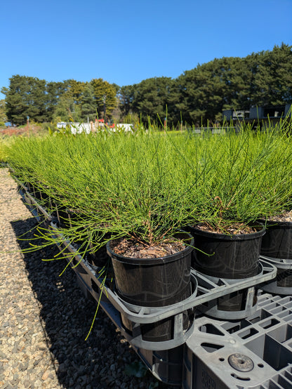 Casuarina Green Wave