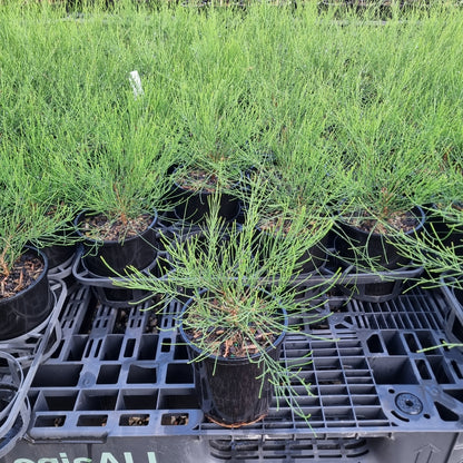 Casuarina Green Wave