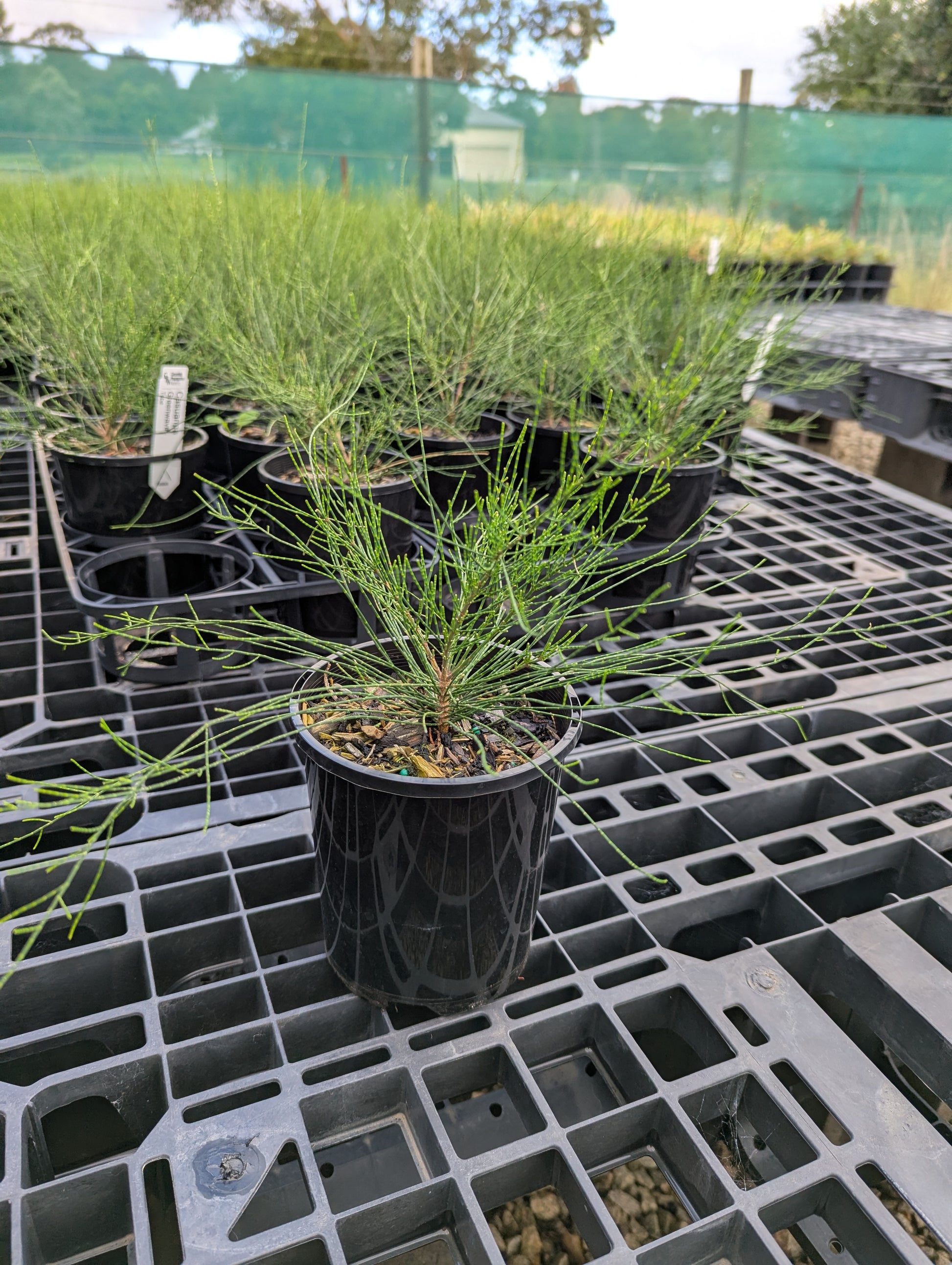 the plant broker