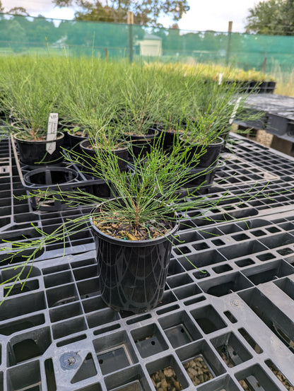 Casuarina glauca 'Greenwave' pbr