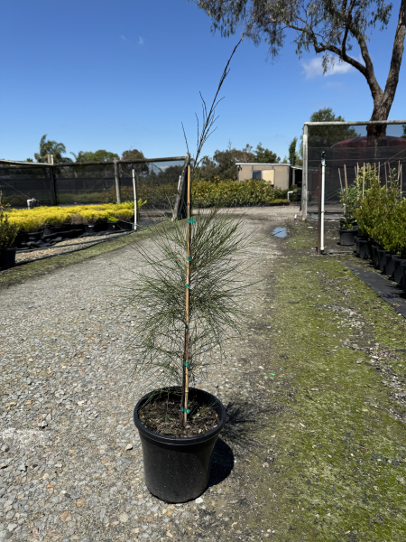 Casuarina cunninghamiana