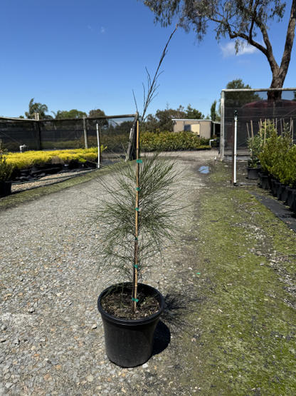 Casuarina cunninghamiana