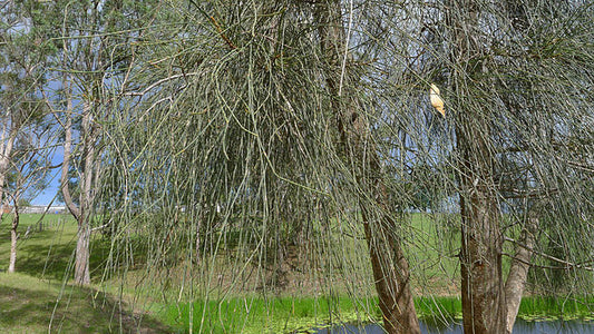 Casuarina glauca