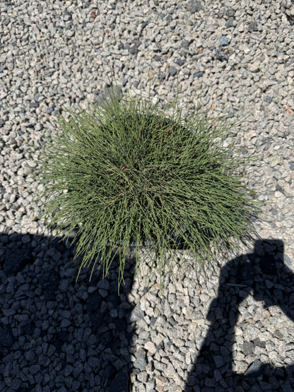 Casuarina glauca Prostrate It and a Bit
