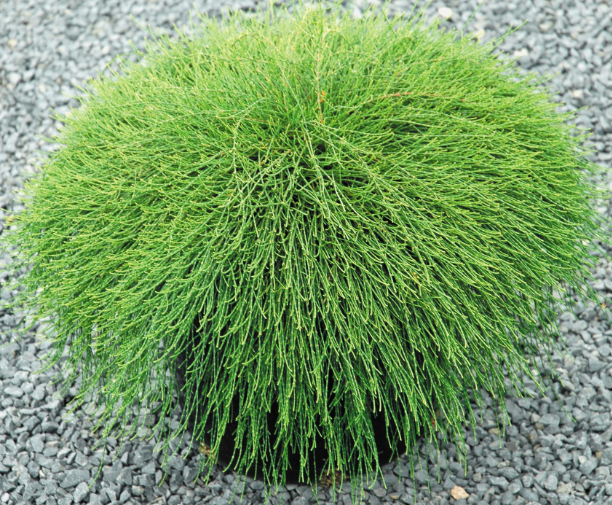 Casuarina glauca 'Cousin It'