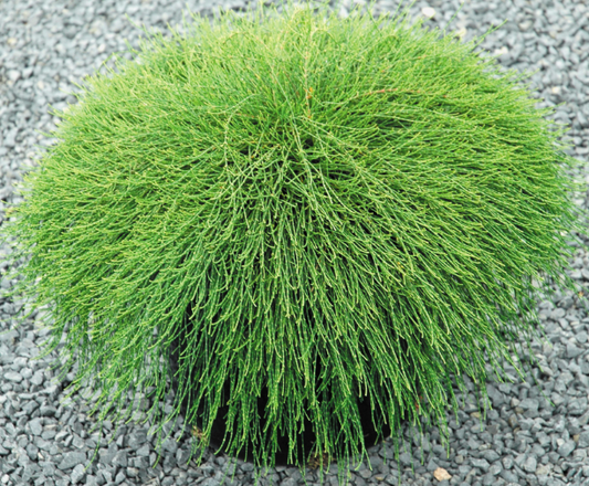 Casuarina glauca 'Cousin It'