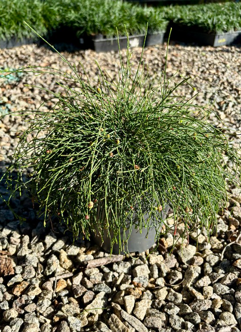 Casuarina glauca 'Cousin It'