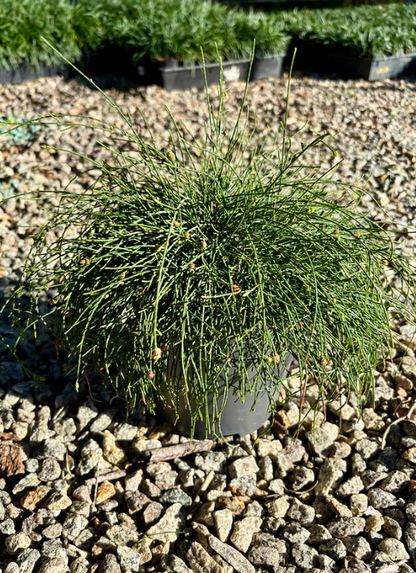Casuarina glauca 'Cousin It'
