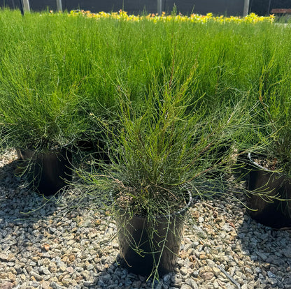 Casuarina glauca 'Greenwave' pbr