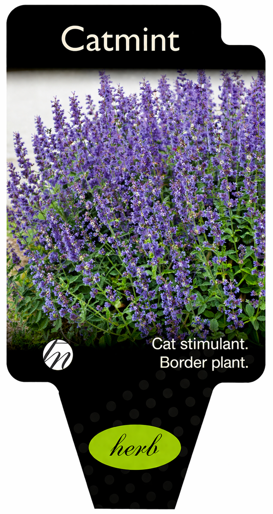 Catmint Nepeta x faassenii