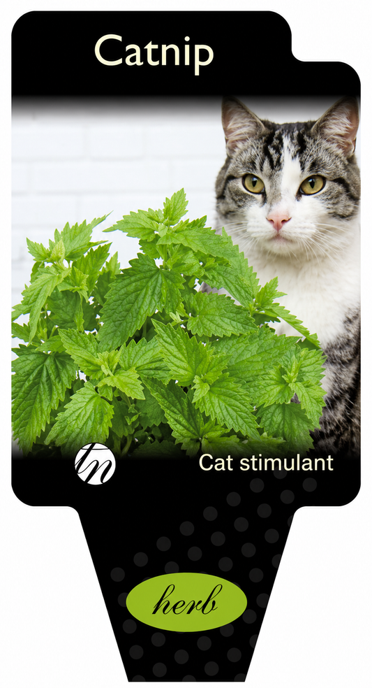 Catnip Nepeta cataria