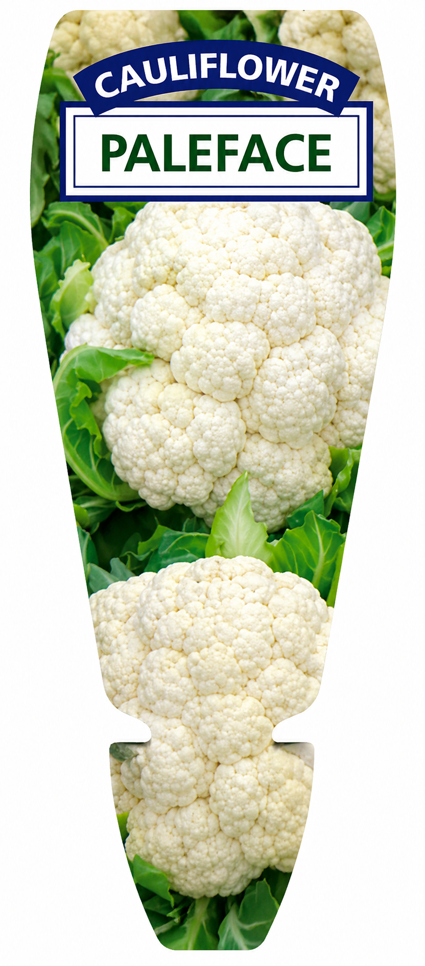 Cauliflower Paleface Brassica oleracea
