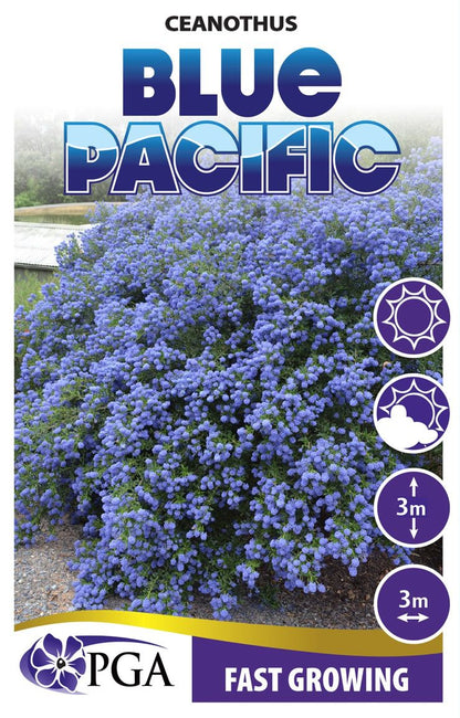 Ceanothus Blue Pacific