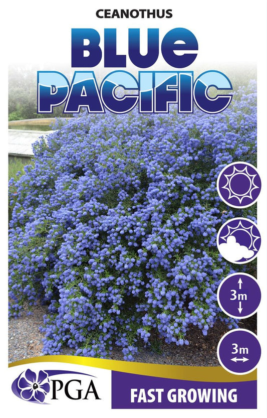 Ceanothus Blue Pacific