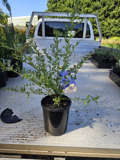 Ceanothus Blue Pacific