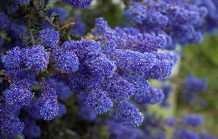 Ceanothus Blue Sapphire
