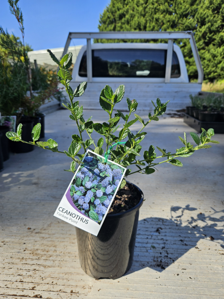 Ceanothus Yankee Point
