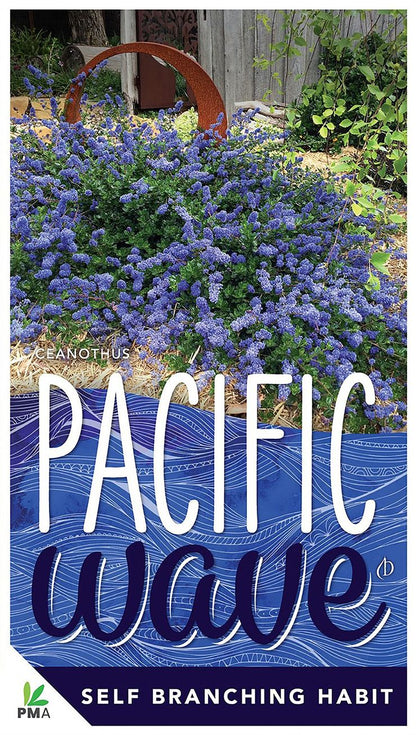 Ceanothus ‘Pacific Wave’