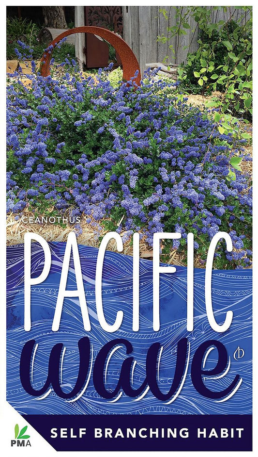 Ceanothus ‘Pacific Wave’