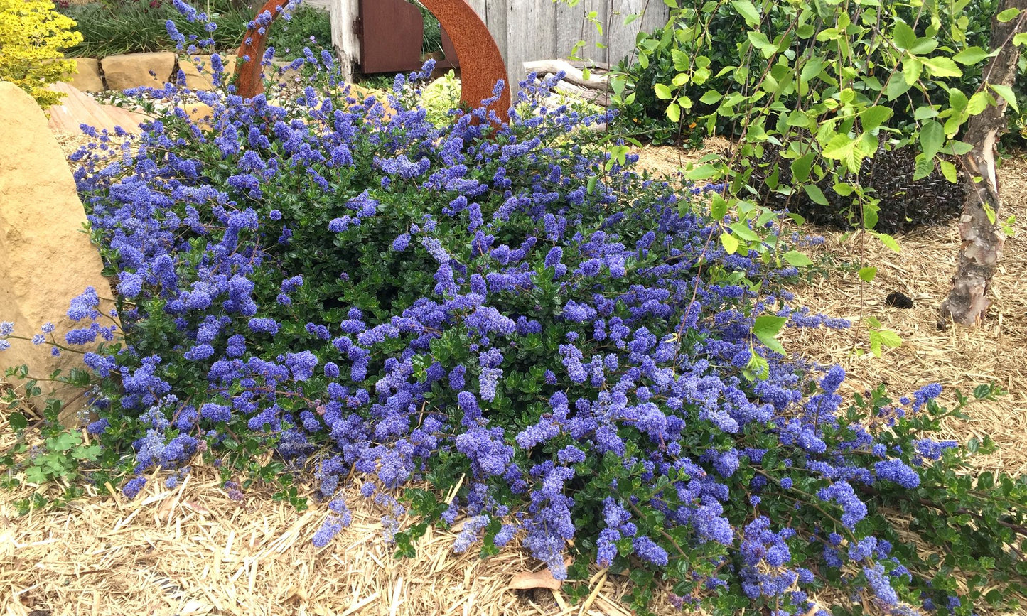 Ceanothus ‘Pacific Wave’