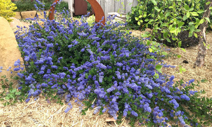 Ceanothus ‘Pacific Wave’