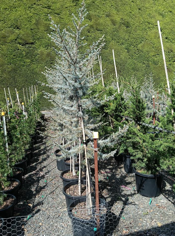 Cedrus atlantica Glauca