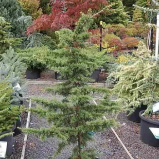 Cedrus atlantica