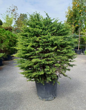 Cedrus atlantica Compacta