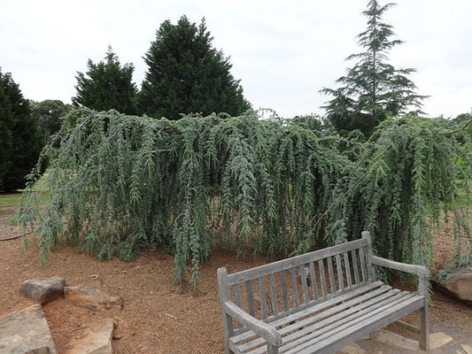 Cedrus atlantica Glauca Pendula