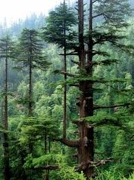 Cedrus deodara