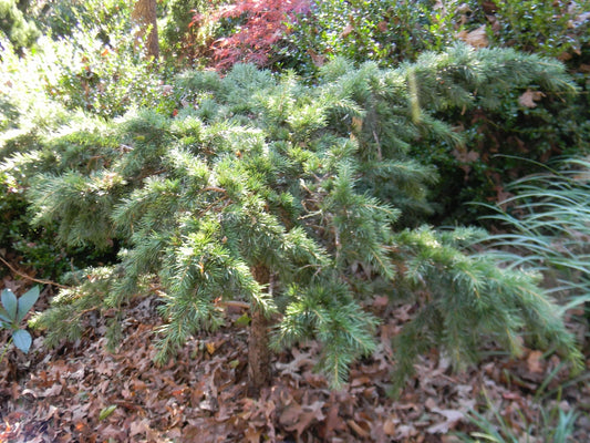 Cedrus deodara Devinely Blue