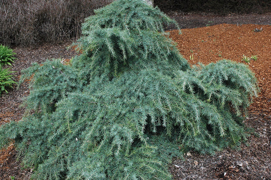 Cedrus deodara Feelin Blue
