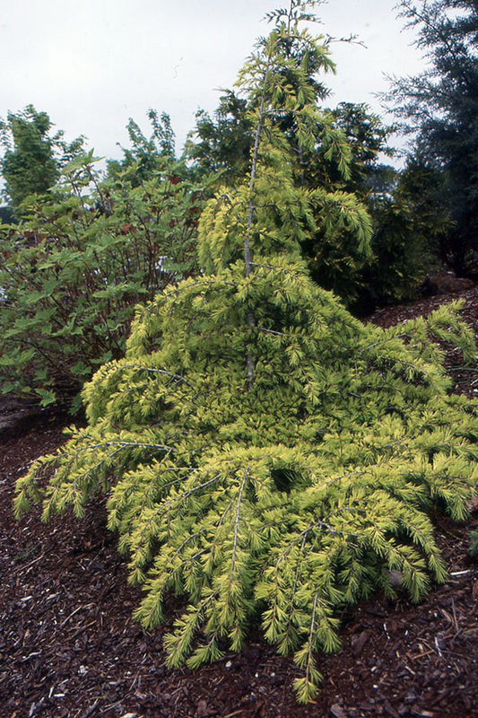 Cedrus deodara Feelin Gold