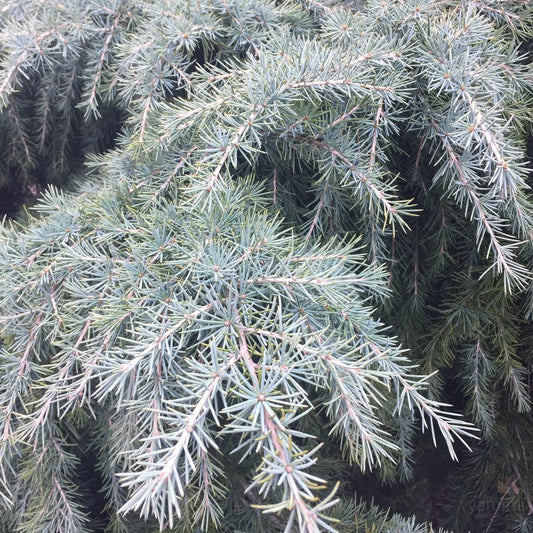 Cedrus deodara Mountain Beauty