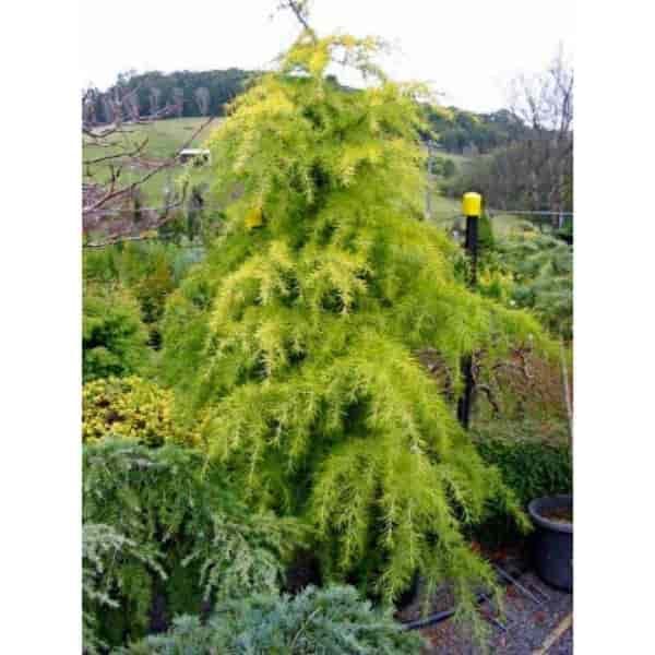 Cedrus deodara Vinks Gold