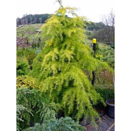 Cedrus deodara Vinks Gold