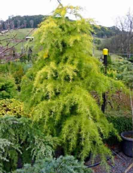 Cedrus deodara Vinks Gold