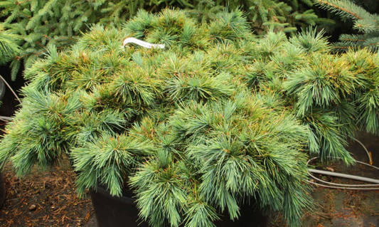 Cedrus libani Hedgehog