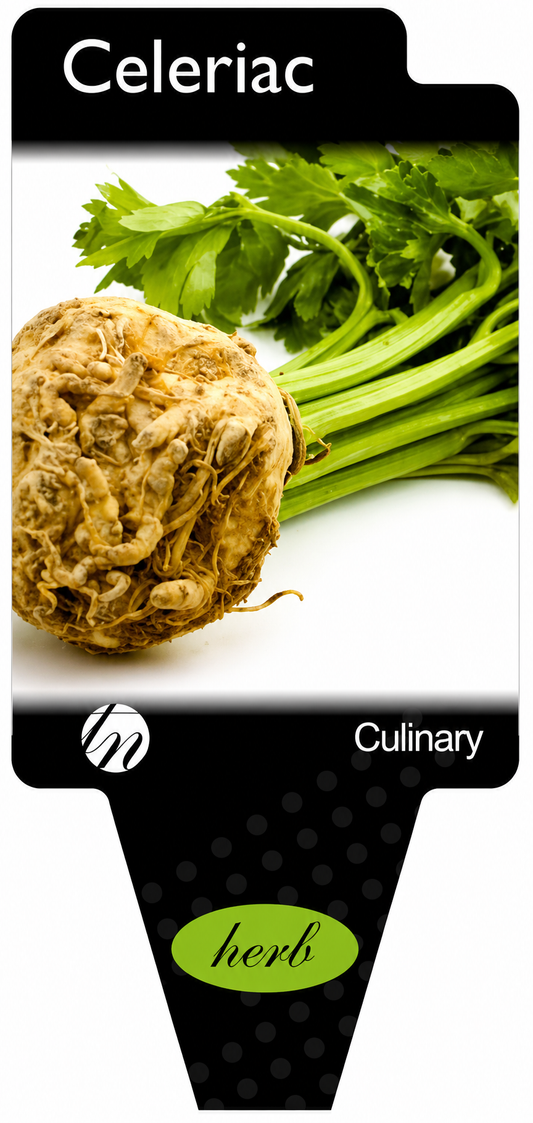 Celeriac Apium graveolens var. rapaceum