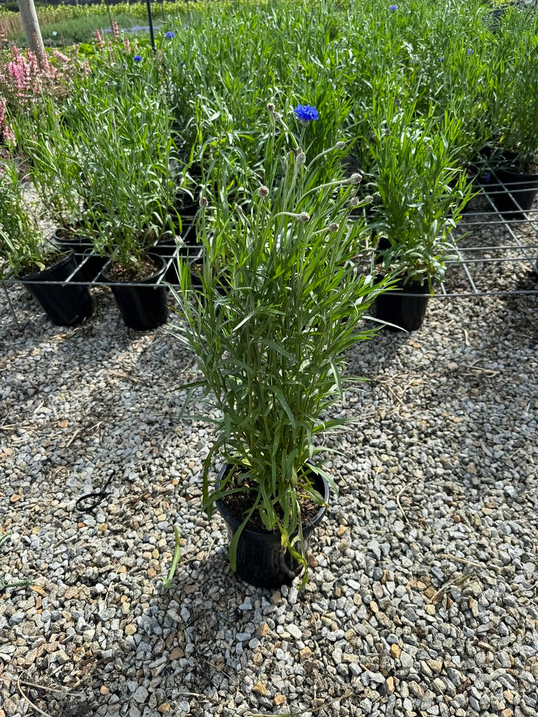 Centaurea cyanus 'Blue Boy'
