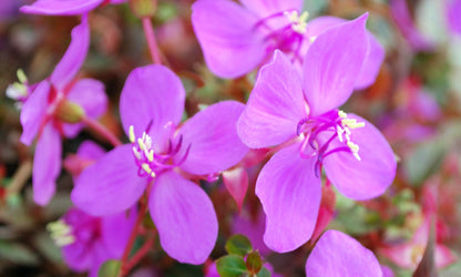 Centradenia Cascade Purple