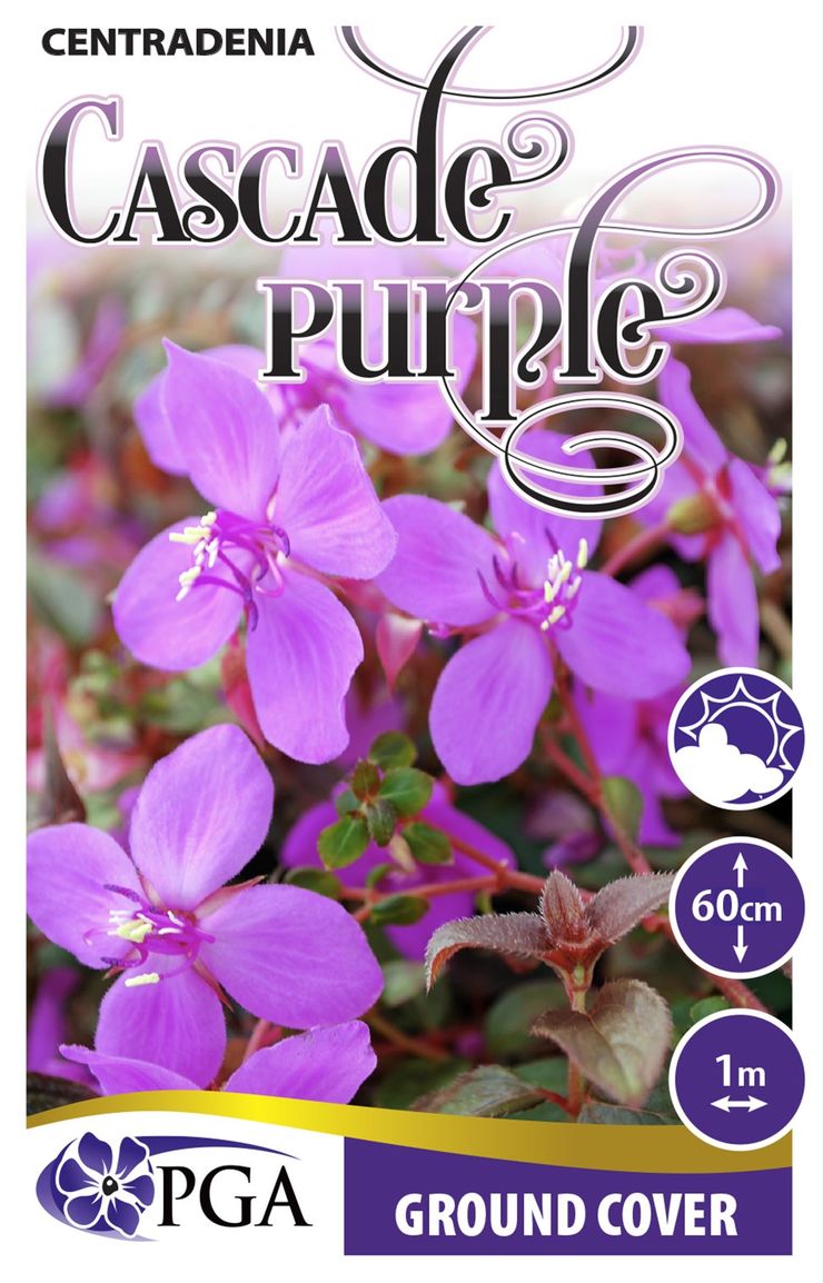 Centradenia Cascade Purple