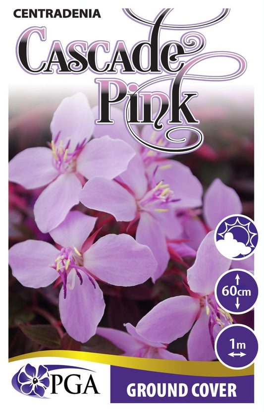 Centradenia ‘Cascade Pink’