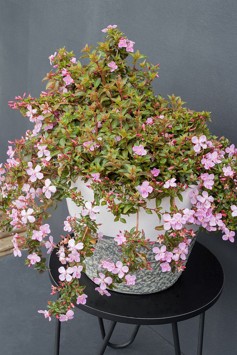 the plant broker